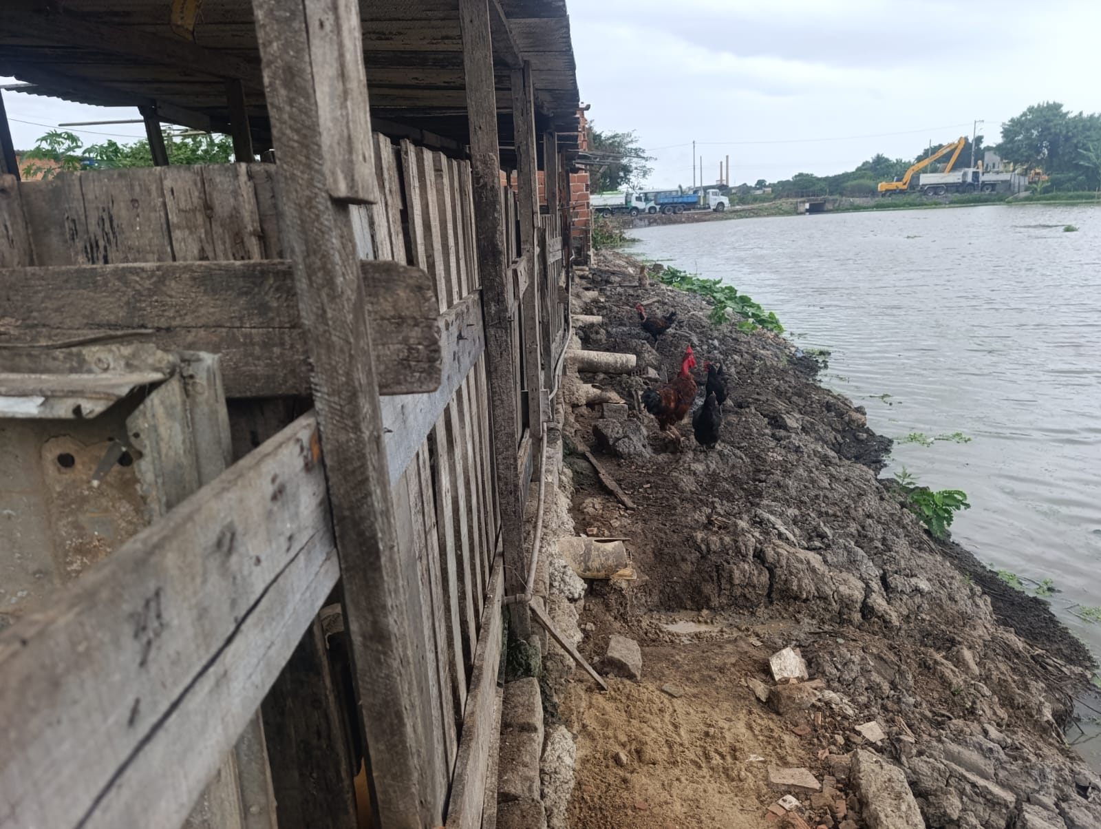 Denúncia leva ambiental a identificar pocilga ilegal cujos dejetos eram despejado diretamente em rio de Campos dos Goytacazes